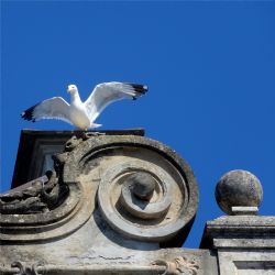 Federico Di Palma: 2018 - Gabbiano - Sestri Levante 2018